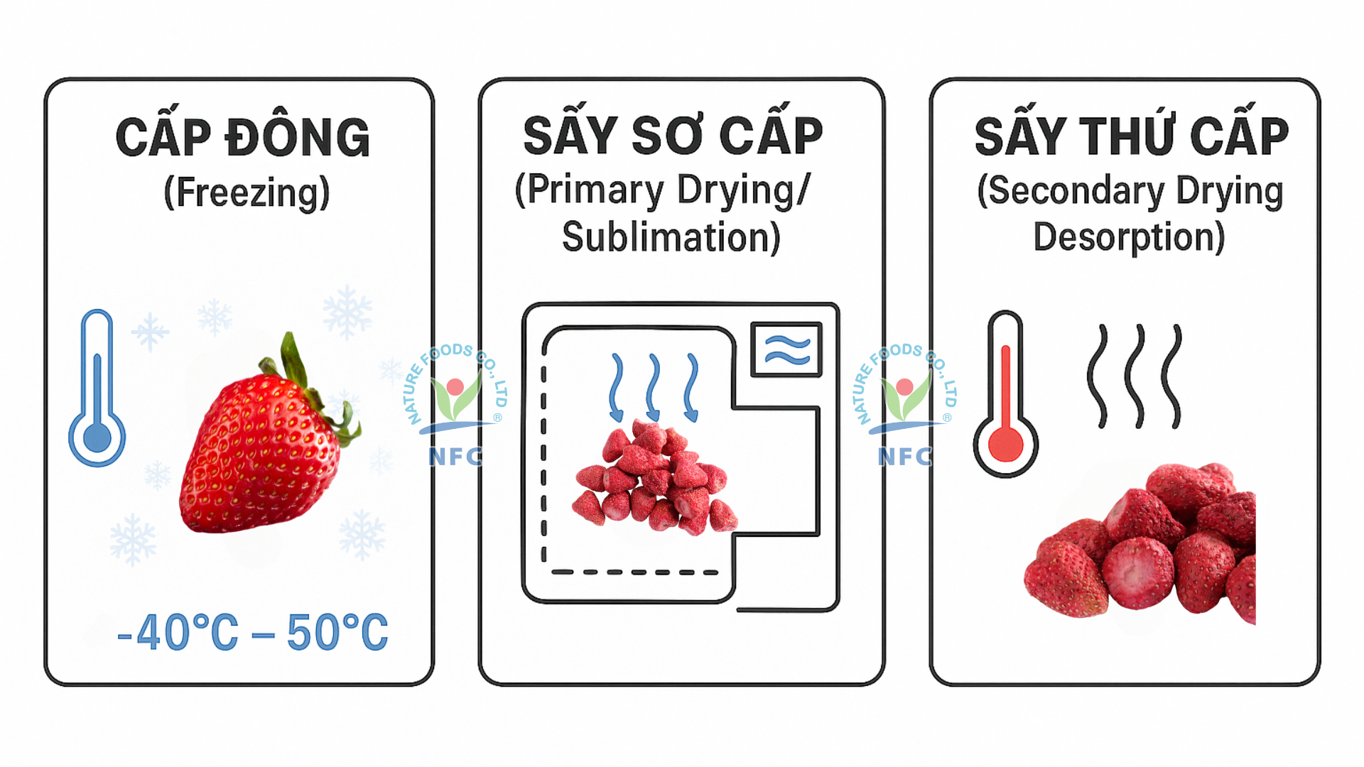 Industrial freeze-drying process flowchart - Nature Foods