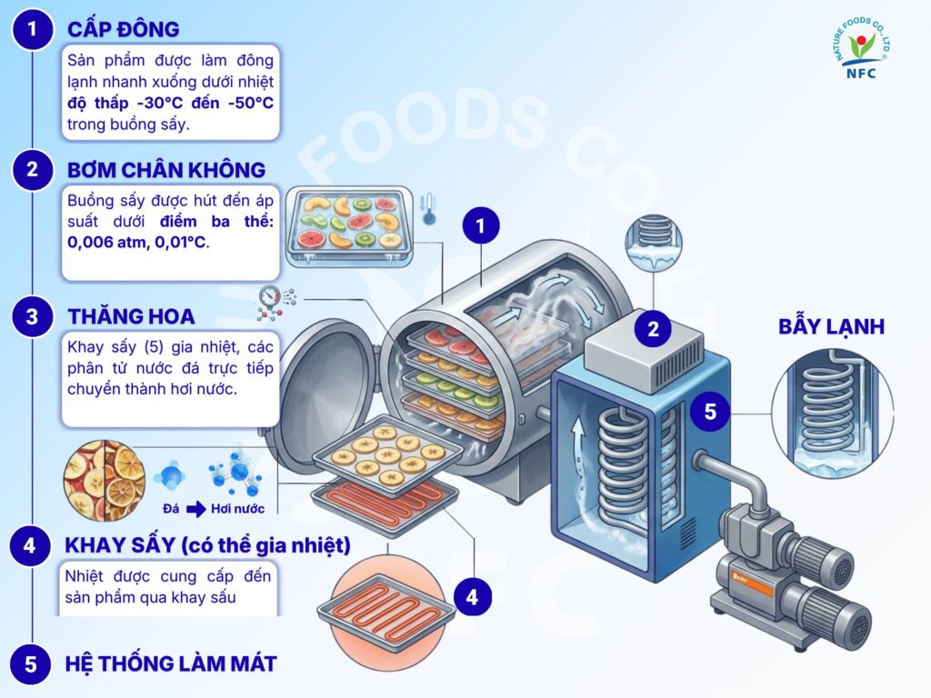Mô hình nguyên lý hoạt động của buồng sấy thăng hoa