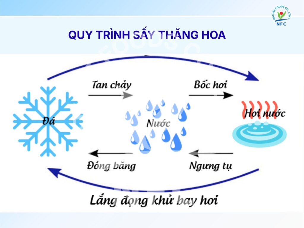 Sơ đồ nguyên lý sấy thăng hoa